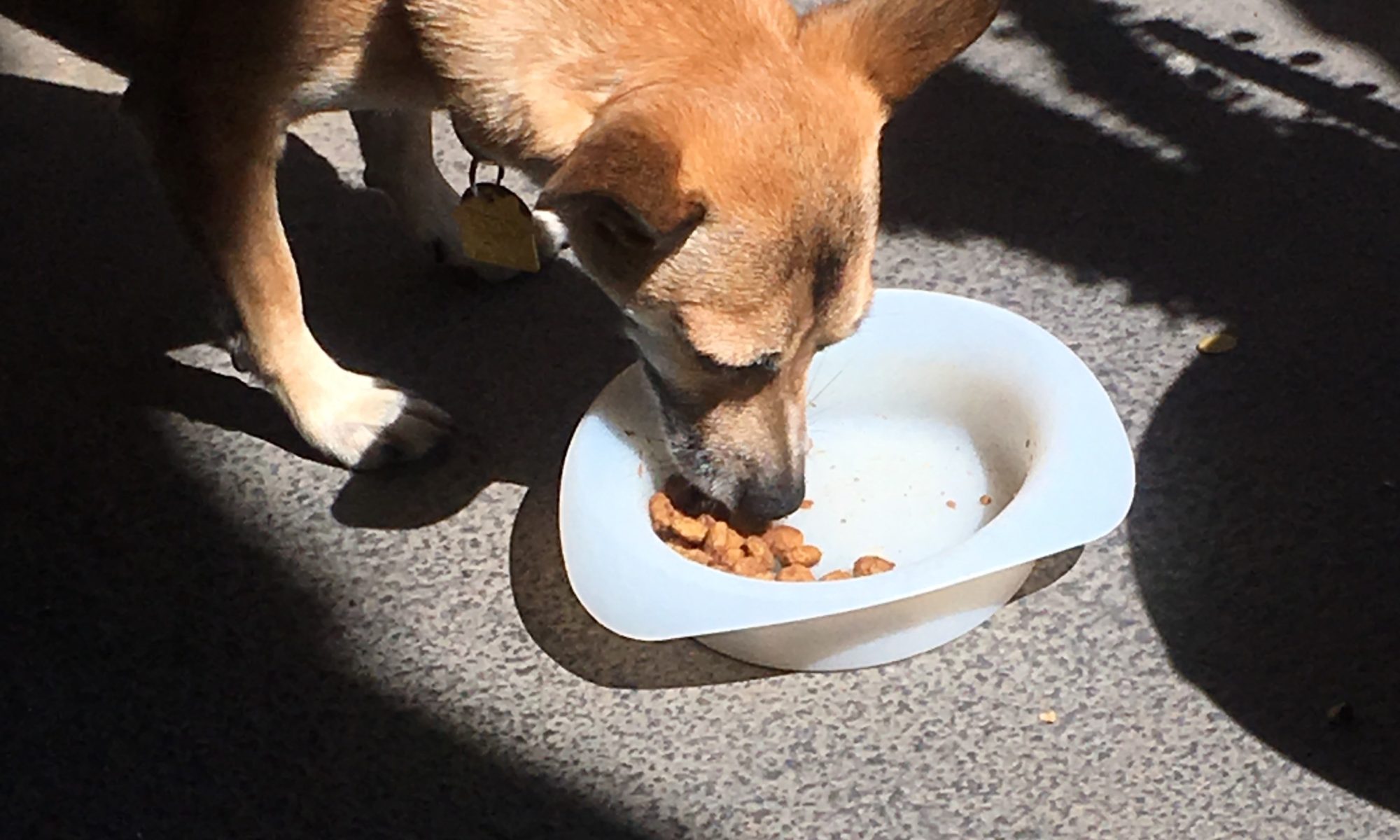 homemade canned dog food